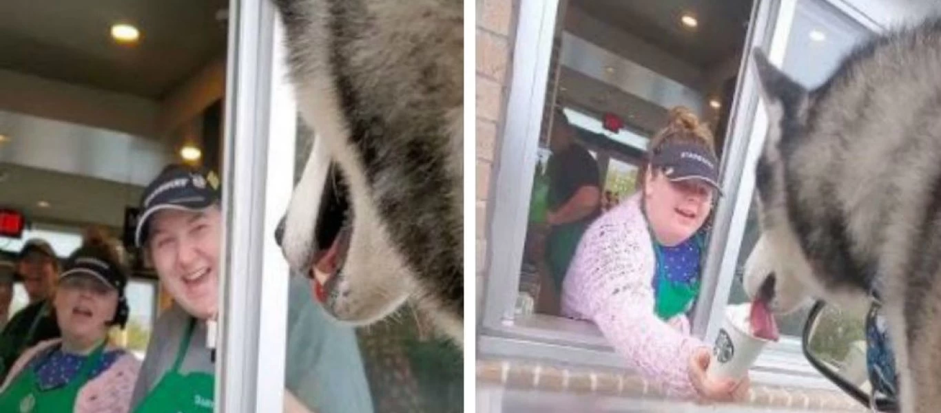 Αυτό το χάσκι ξέρει να ζει - Απολαμβάνει το καπουτσίνο του και τραβά τα βλέμματα (βίντεο)